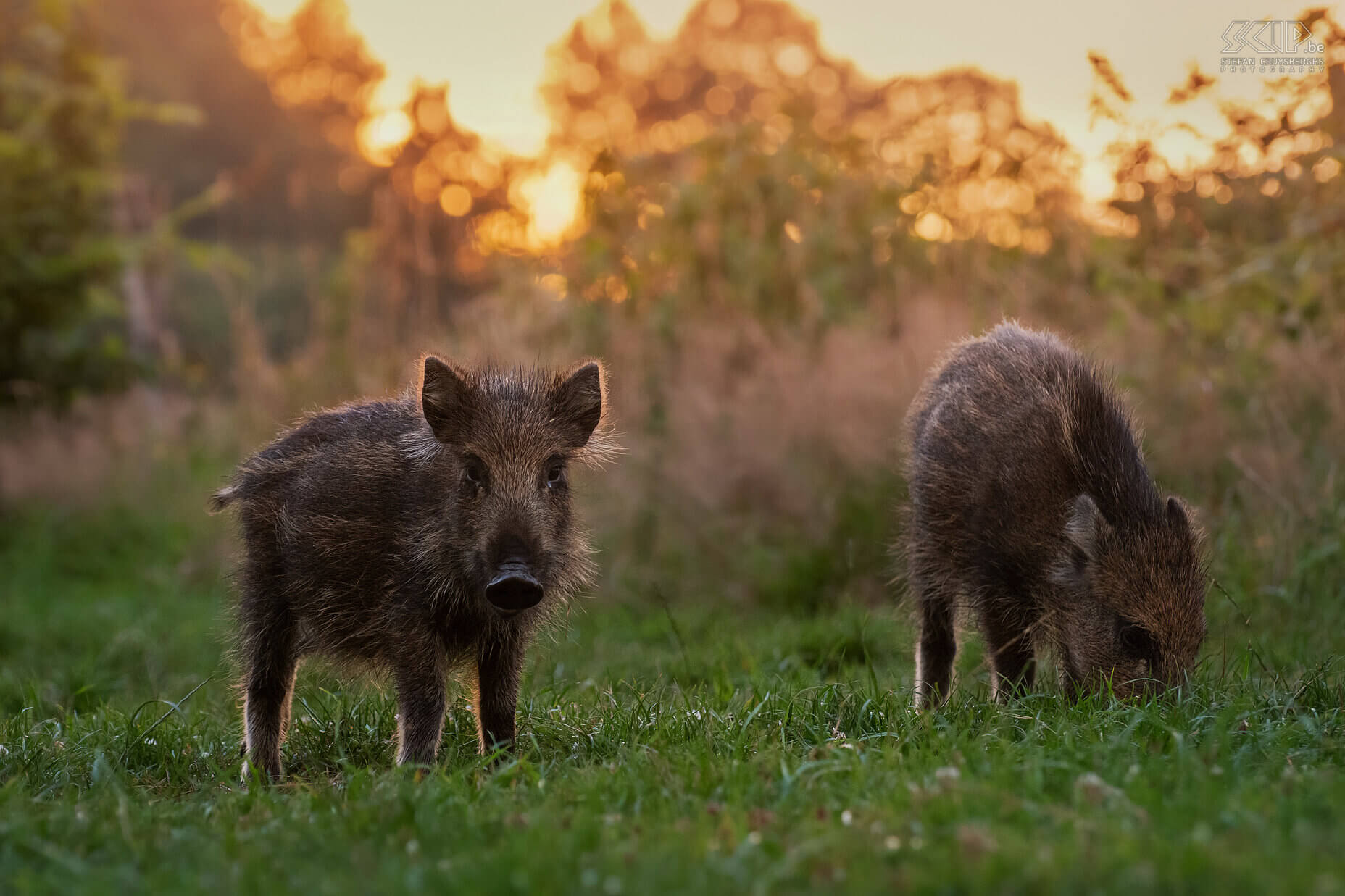 Everzwijnen bij zonsondergang Deze zomer trok ik drie keer naar de Ardennen naar de observatiehut van Jorn Van Den Bogaert op het Plateau des Tailles nabij Baraque de Fraiture om er wilde dieren te fotograferen. Gewapend met m’n camera met korte telelens en een camera met groothoek die ik op afstand kon bedienen, kon ik een gevarieerde reeks beelden maken van de wilde everzwijnen. Een kleine groepje jonge zwijnen kwam vaak al voor zonsondergang opdagen. De grote rot (=familie) met stevige beren en zeugen maar ook kleine frislingen kwam meestal pas bij schemering of als het al donker was. Stefan Cruysberghs